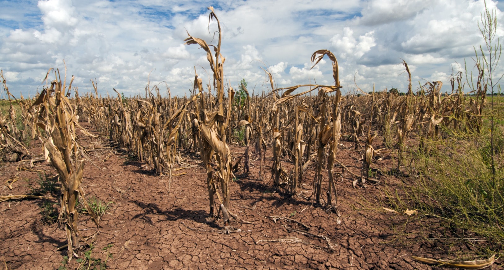 climate change wealth