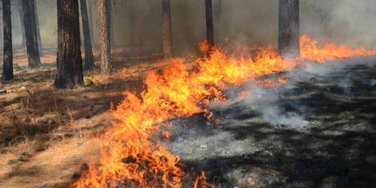 ESG news regarding Trump’s cuts leave U.S vulnerable to heatwave, Ukraine’s changing import routes amid gas shortages, Japan’s revised offshore wind policies, Darkening oceans affecting marine life