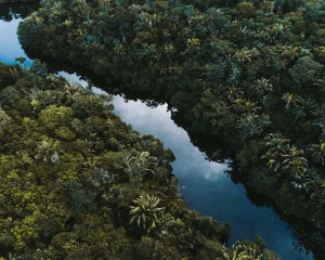 Brazil reforestation company gains 80 million reais in funding.