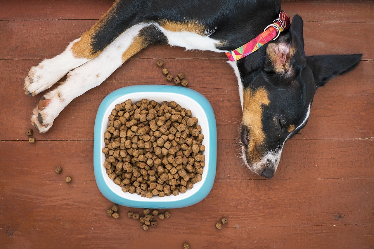 The Truth About Vegetable Glycerin in Dog Treats and Its Safety