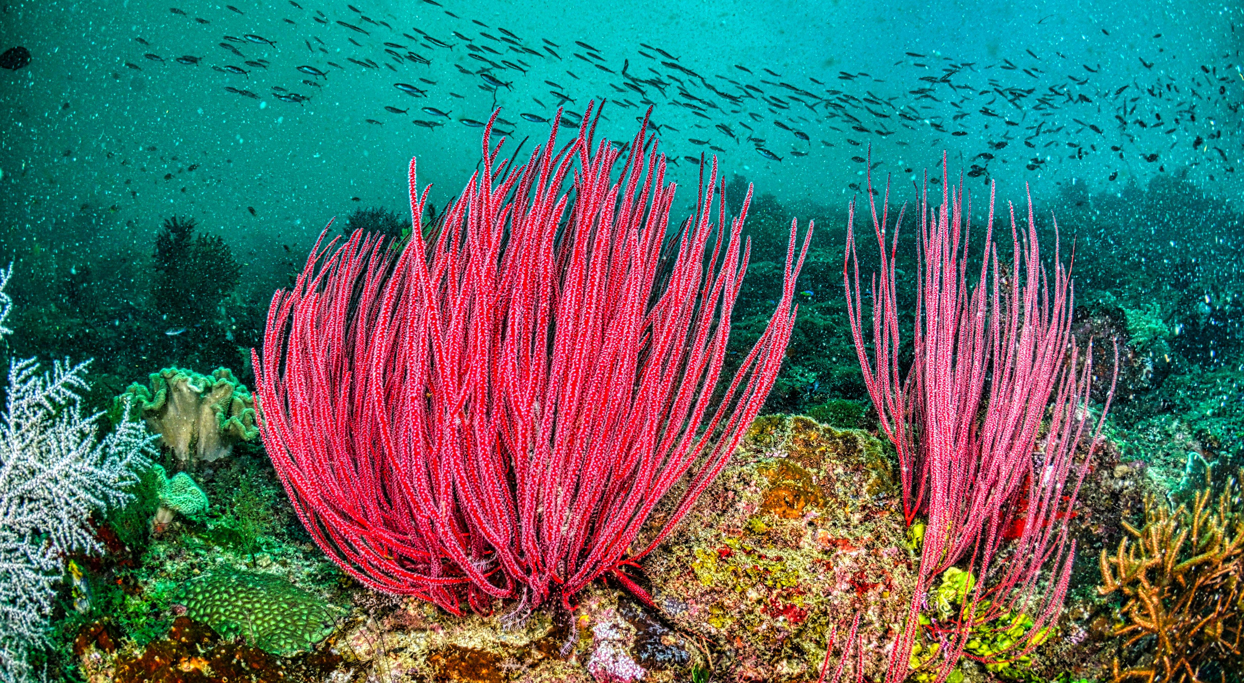 Mass Coral Bleaching