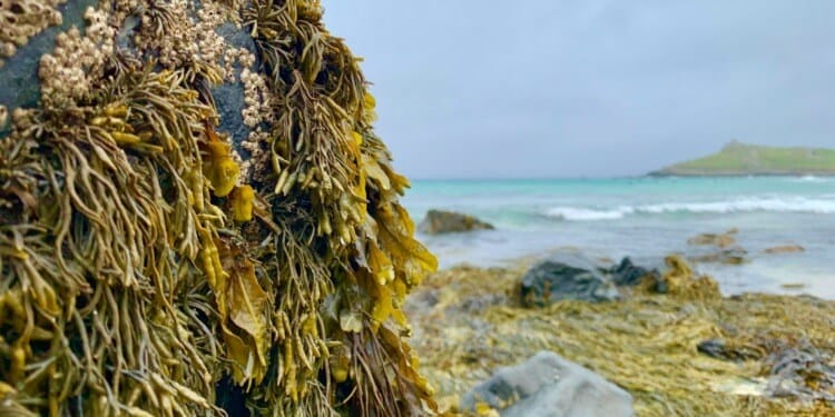 ESG News regarding Chile’s Kelp Forests at Risk