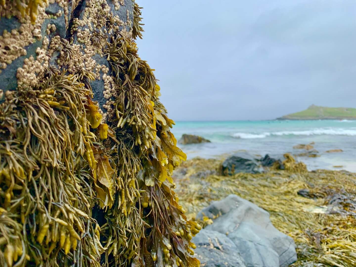 ESG News regarding Chile’s Kelp Forests at Risk