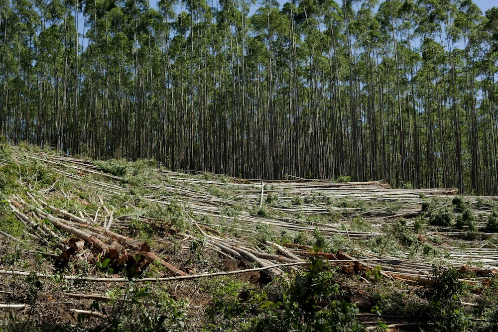 Deforestation Regulation Gaps Remain in China’s Green Finance Strategies