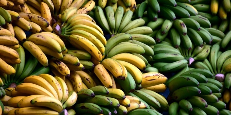 Climate change bananas