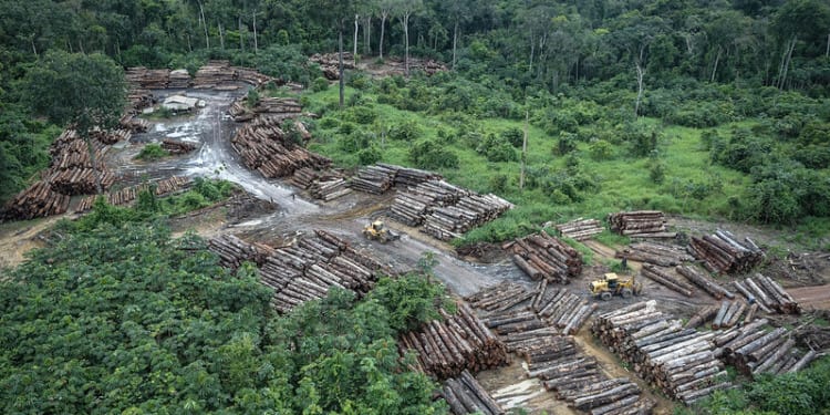 Brazil’s Carbon Credit Schemes Linked to Illegal Logging