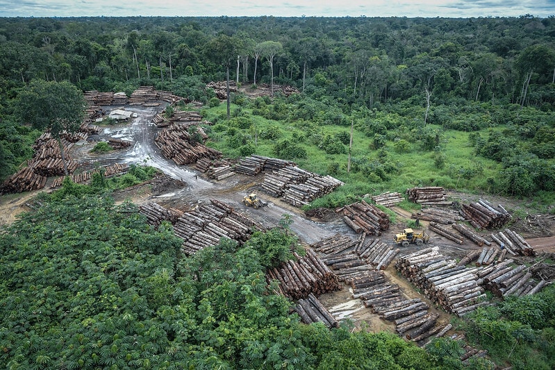 Brazil’s Carbon Credit Schemes Linked to Illegal Logging