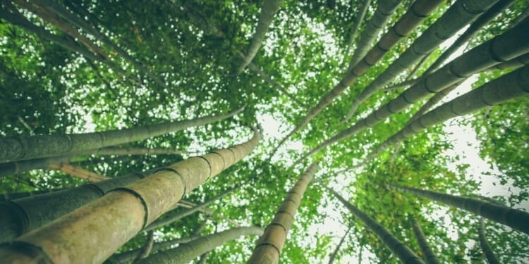 China to Invest in Brazil-Led Global Tropical Forest Fund