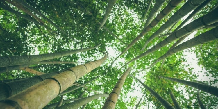 China is investing in Brazil’s Tropical Forests Forever fund.