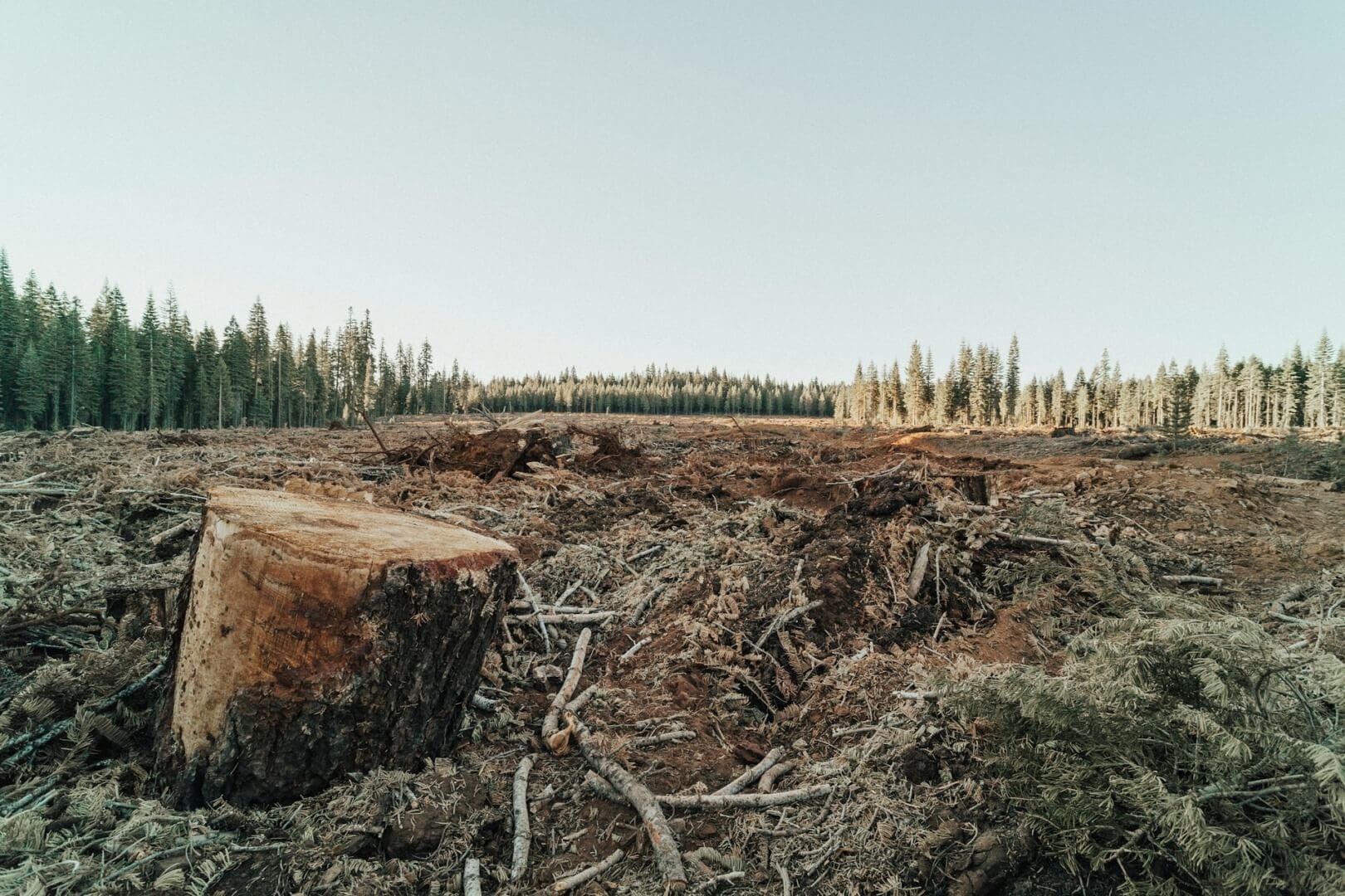 ESG news regarding EU deforestation laws, the green funding gap in the EU, UK’s finance minister announces National Wealth Fund investment in carbon capture, BRICS demand that wealthy nations fund the transition to a greener global climate