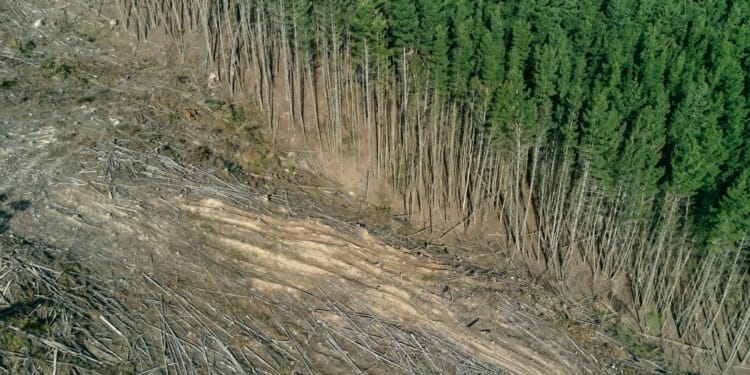 ESG news regarding EU delays anti-deforestation law, Nvidia invests billions in openai, EU and Indonesia finalize trade agreement, UK’s energy secretary positive about climate action