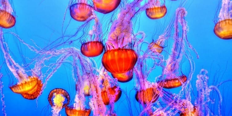 growing jellyfish population