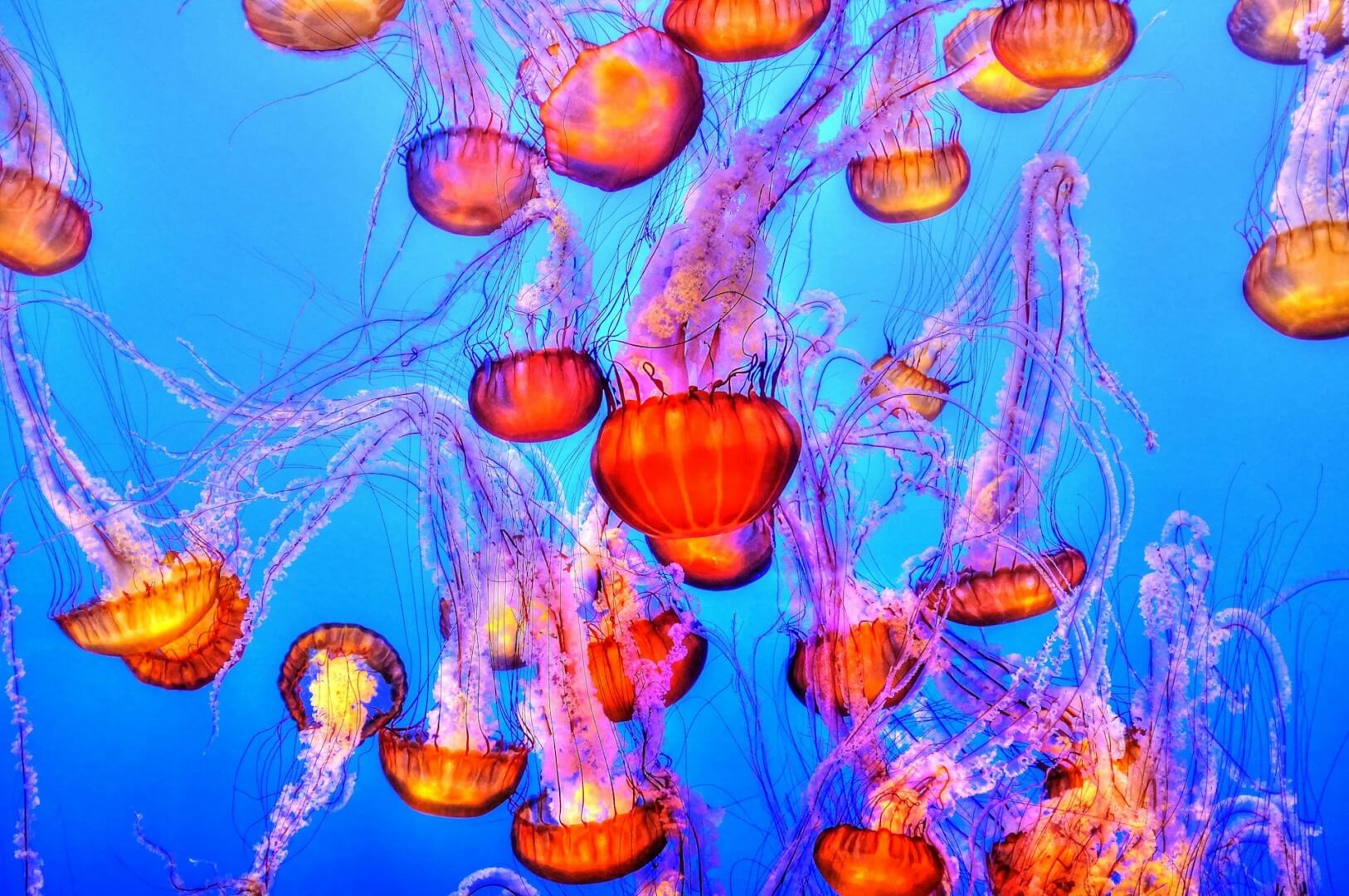 growing jellyfish population