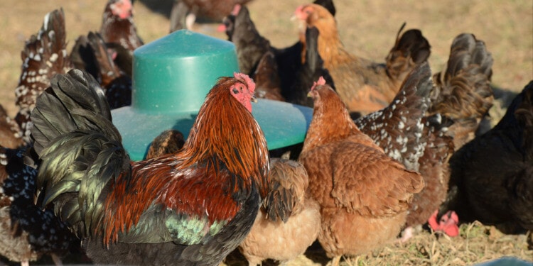 regenerative chicken