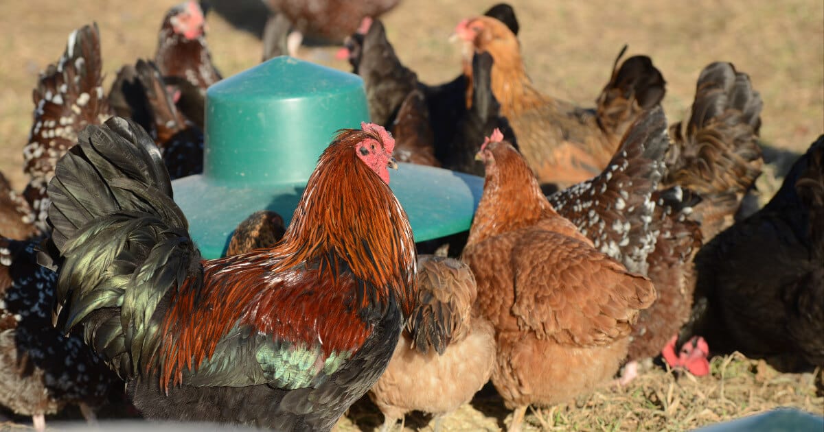 regenerative chicken