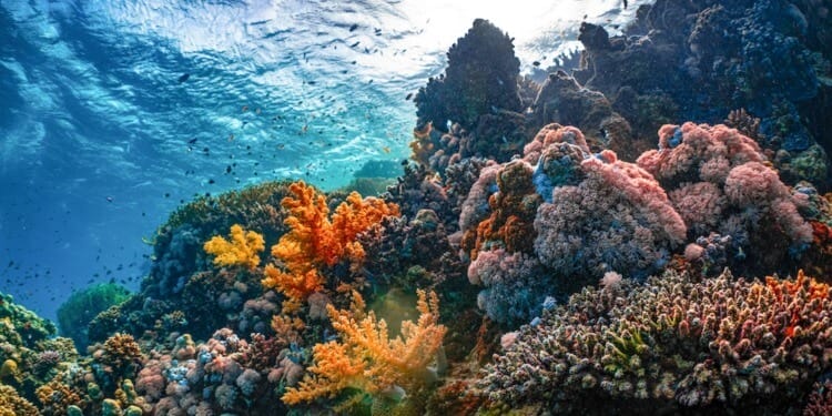 The rising temperature of the world’s oceans is visible in the bleaching of once-vibrant coral reefs around the globe.