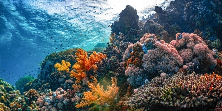 The rising temperature of the world’s oceans is visible in the bleaching of once-vibrant coral reefs around the globe.