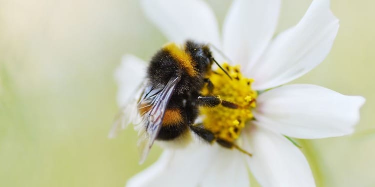 Solar farms offer a safe habitat for bumblebees, supporting their recovery and biodiversity. JPMorgan announces a $10 billion investment in U.S. industries crucial for national security and economic stability.Brazil’s TFFF aims to protect tropical forests with a focus on indigenous communities and private investments. OpenAI partners with Broadcom to create 10 gigawatts of custom AI chips by 2026.