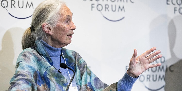 Jane Goodall