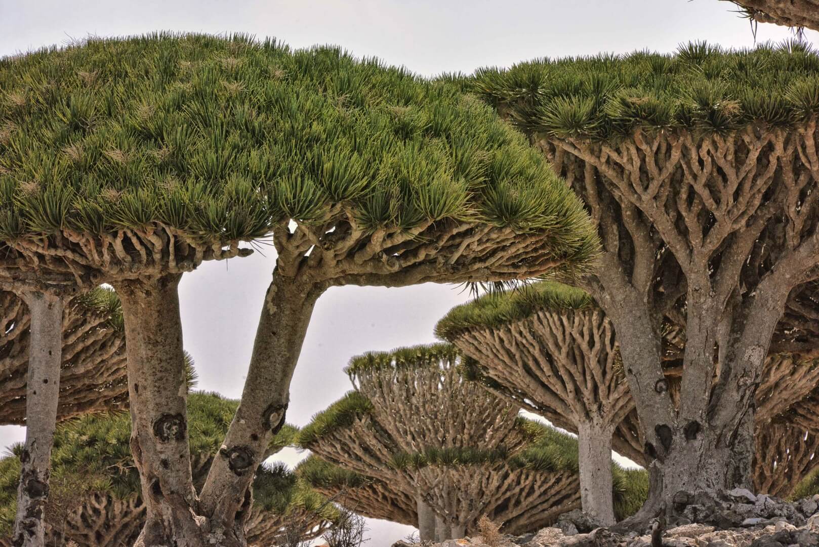 Socotra, Yemen