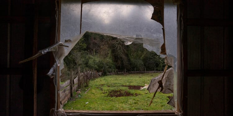 A patrially broken window with vegetation beyond it.