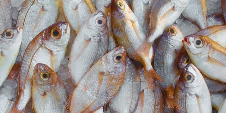 How Leading Seafood Brands Are Changing Fishing For The Better