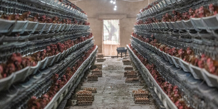 Global Action Plan on Biodiversity and Health