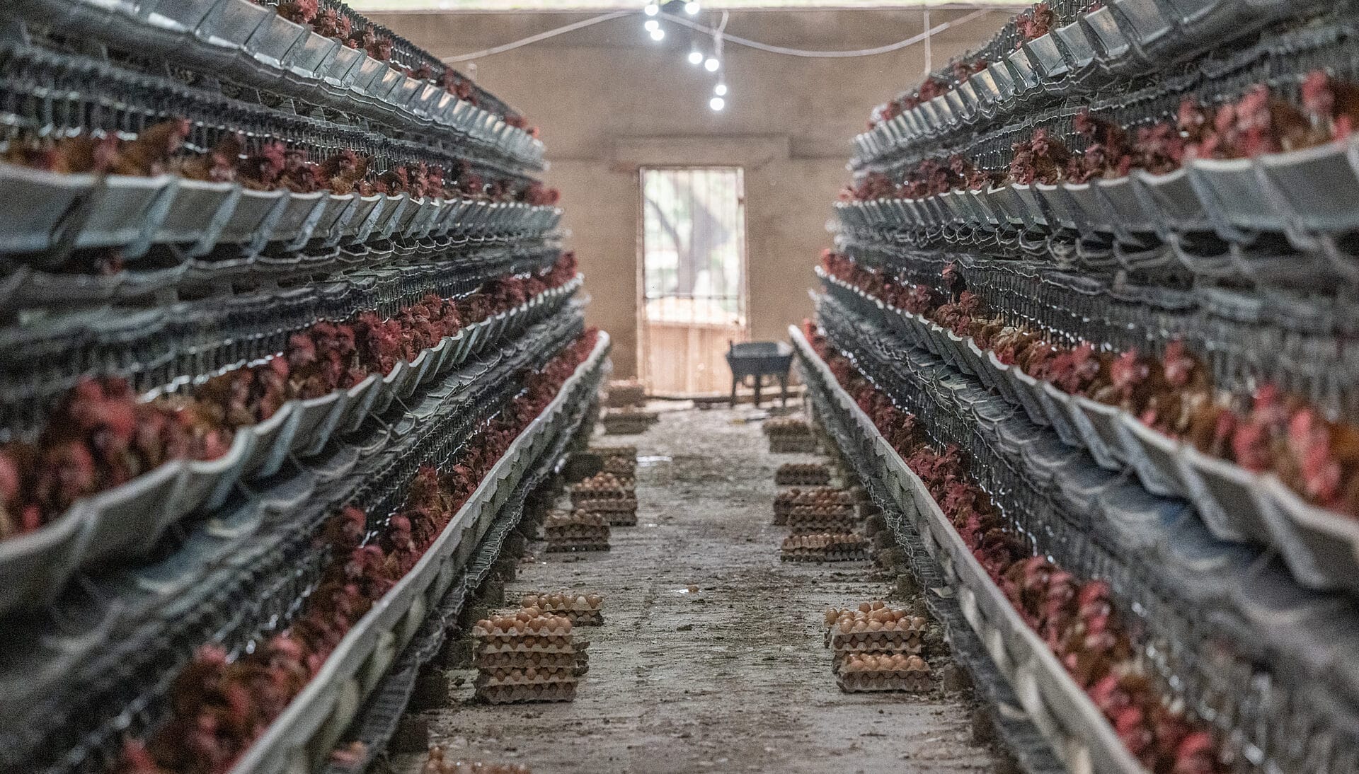 Global Action Plan on Biodiversity and Health