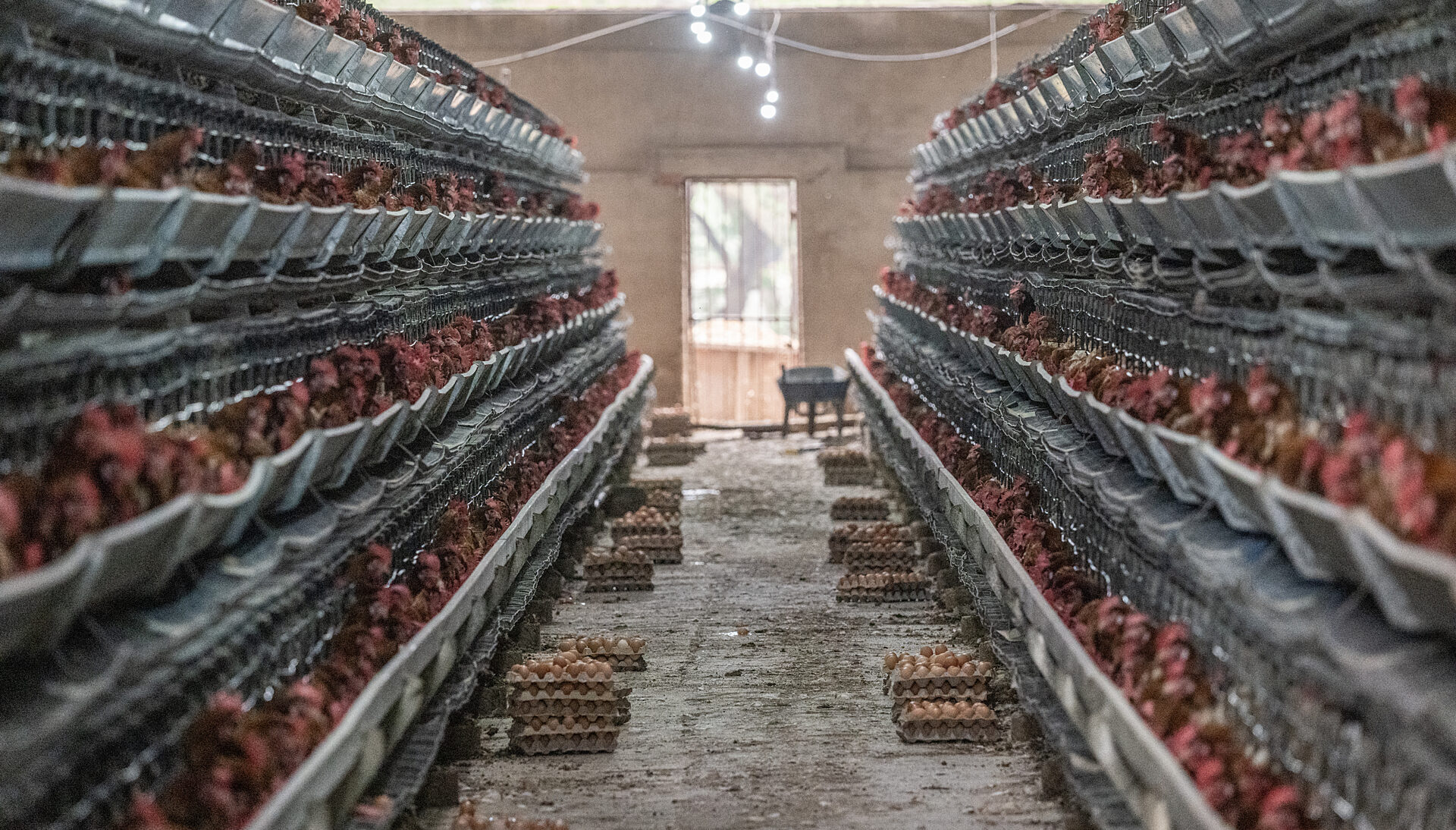 Global Action Plan on Biodiversity and Health