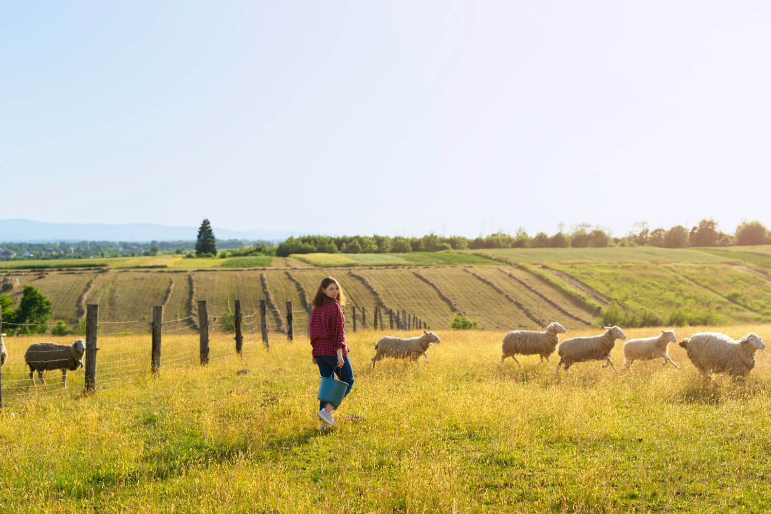 Cattle farm with sheep