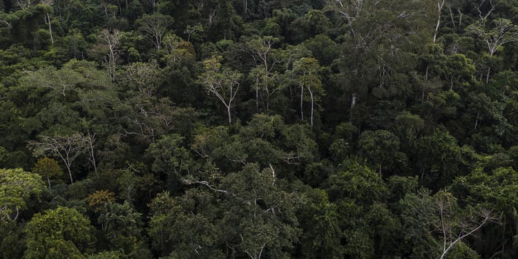 Encouraging Evidence of Momentum in Negotiations at COP30