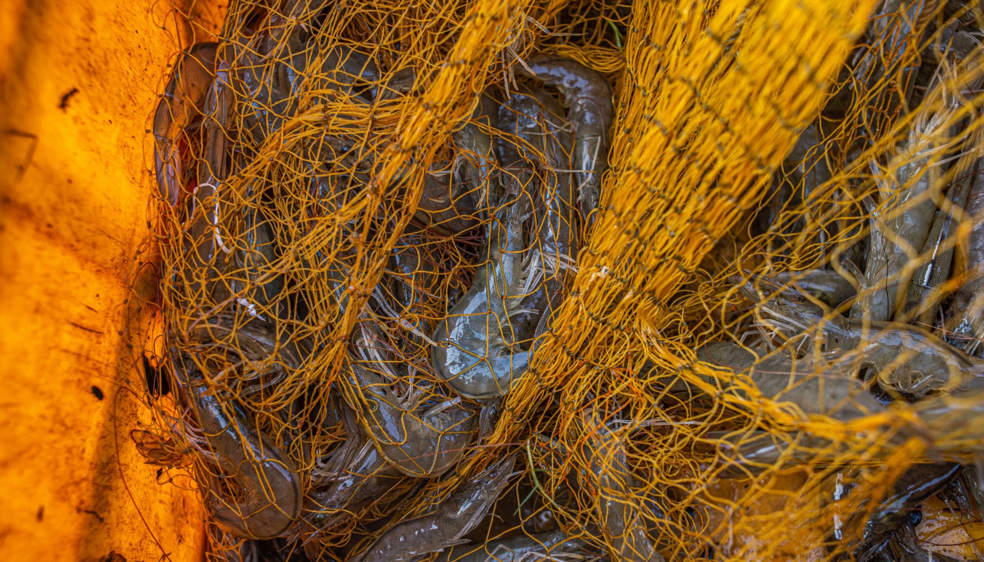 The Hidden Climate Cost of Seafood