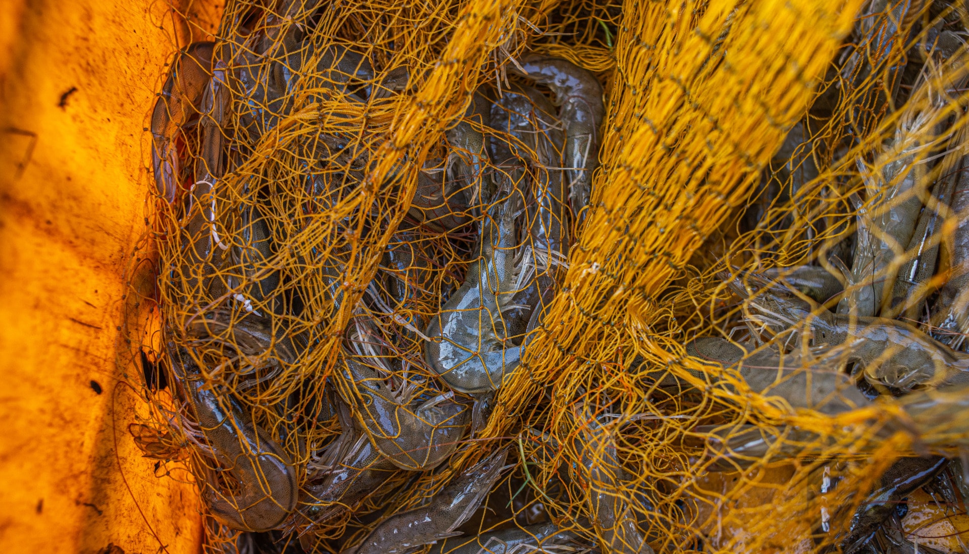 The Hidden Climate Cost of Seafood