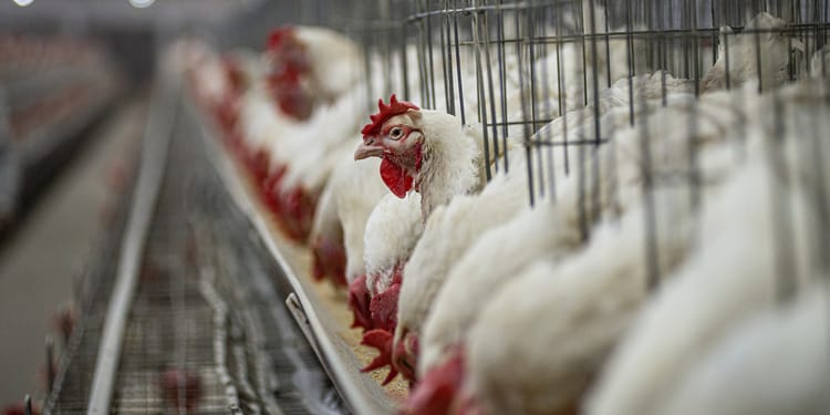Bird Flu: What the First Death From Rare H5N5 Strain Reveals About US Public Health