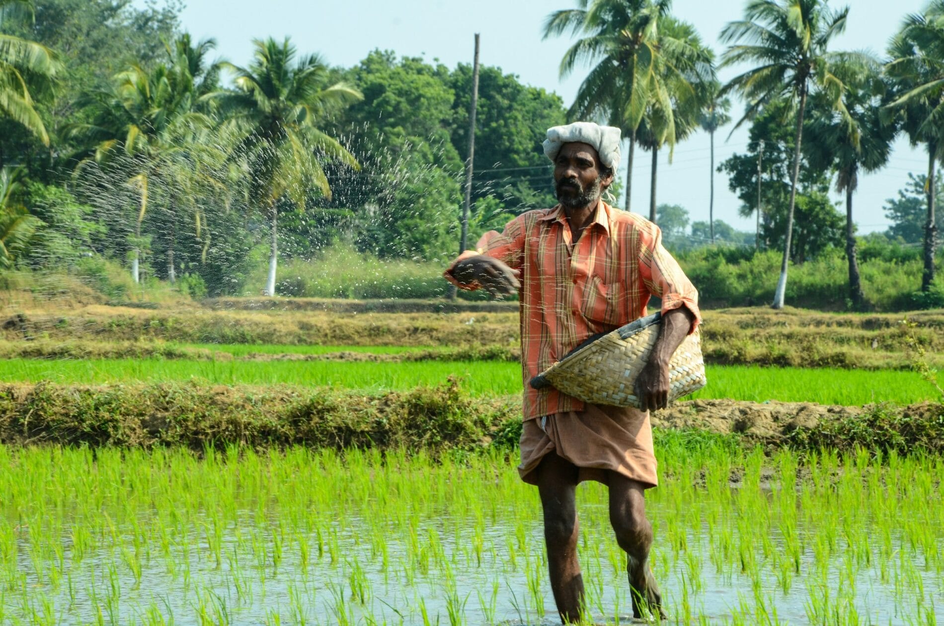 A farmer walks through a field throwing seeds. 
