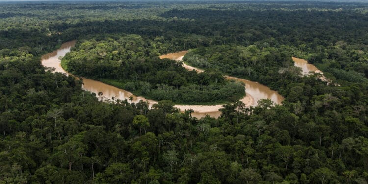 The Amazon rainforest is often called “the lungs of the world.” It produces oxygen and stores billions of tons of carbon every year. The Amazon rainforest covers more than 60% of the landmass of Peru. Photo Credit: USDA Forest Service / Diego Perez.