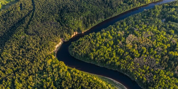 Google Buys 200,000 Tons of Carbon Offsets From Mombak