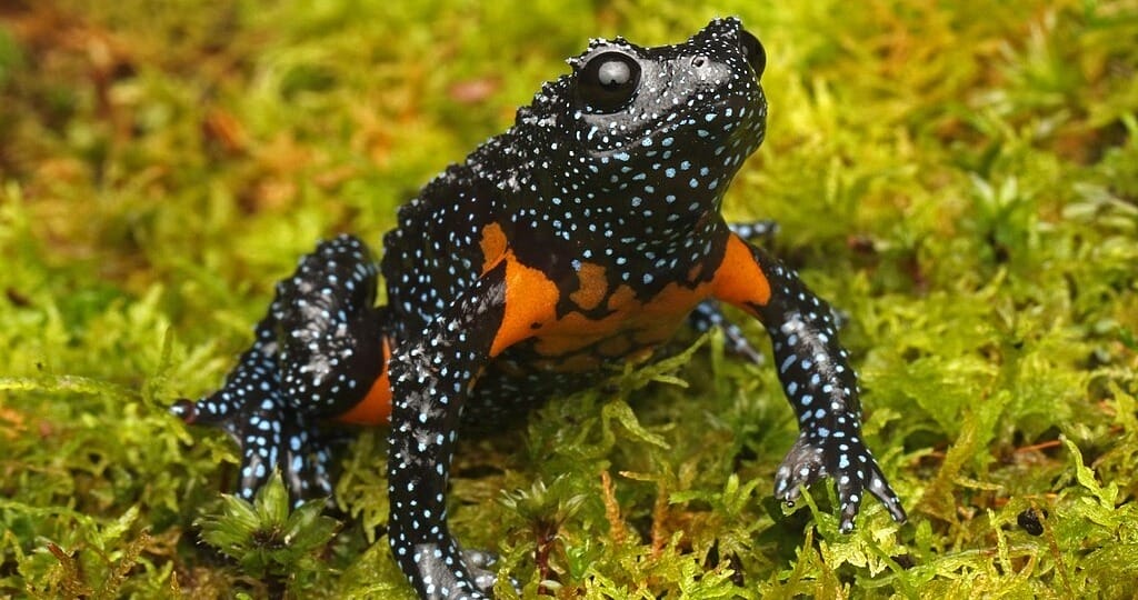 Galaxy frog