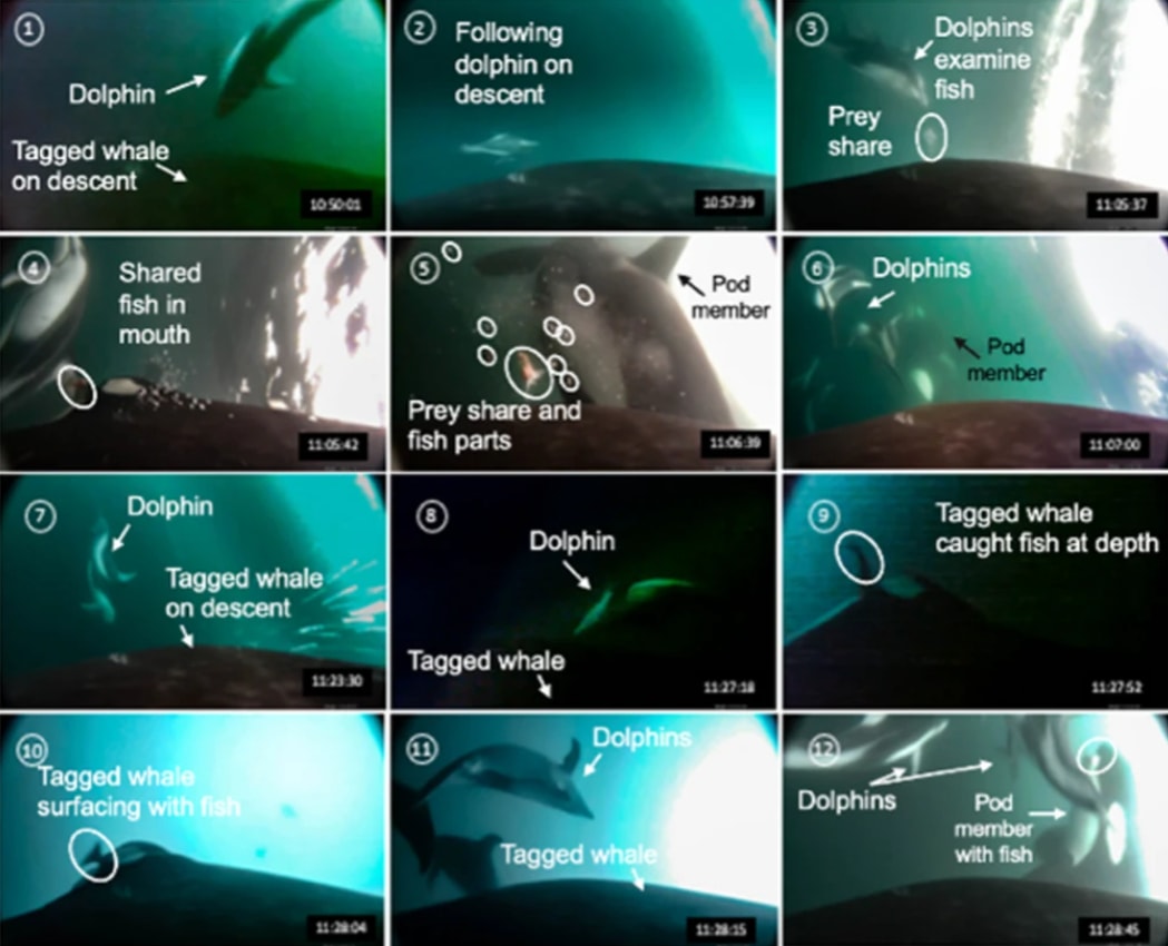 orcas and dolphins hunting together