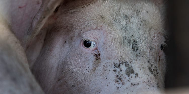 How Vaccinating Animals Can Protect Humans: A One Health Strategy