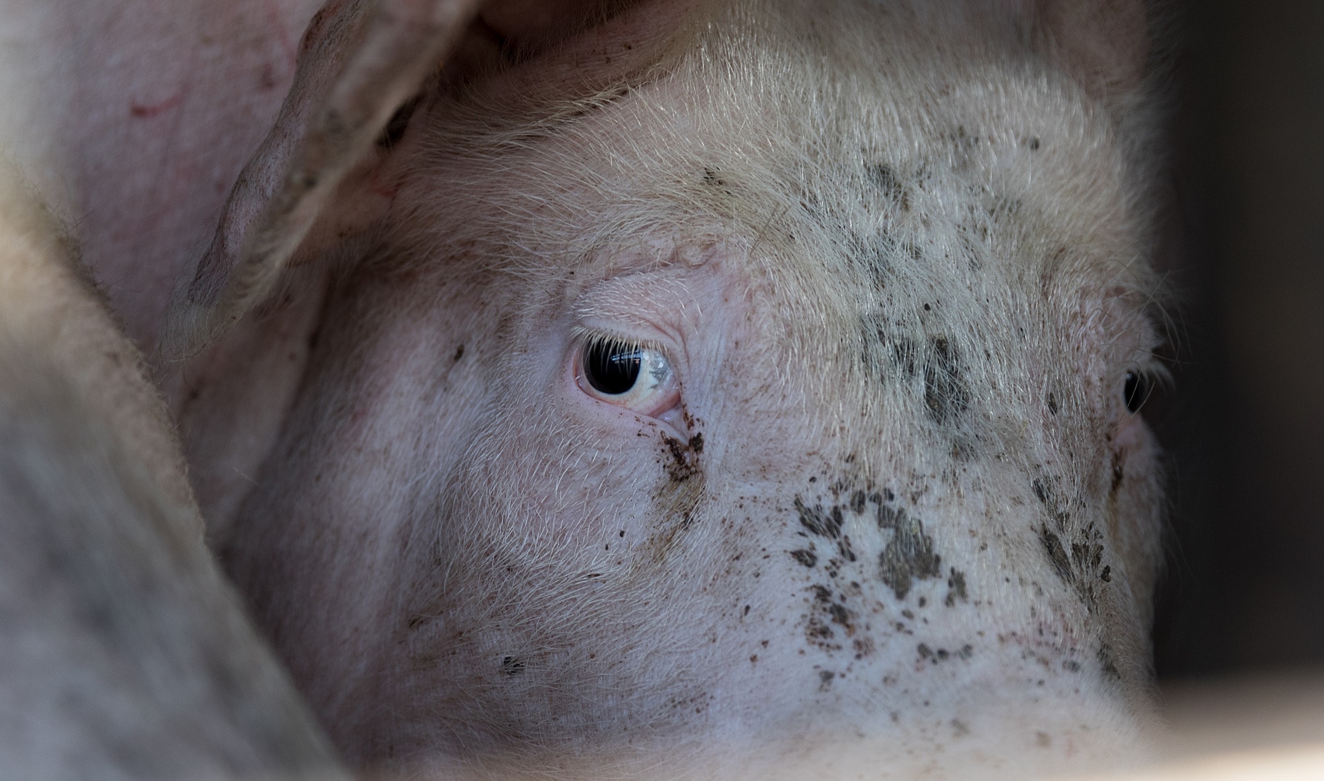 How Vaccinating Animals Can Protect Humans: A One Health Strategy