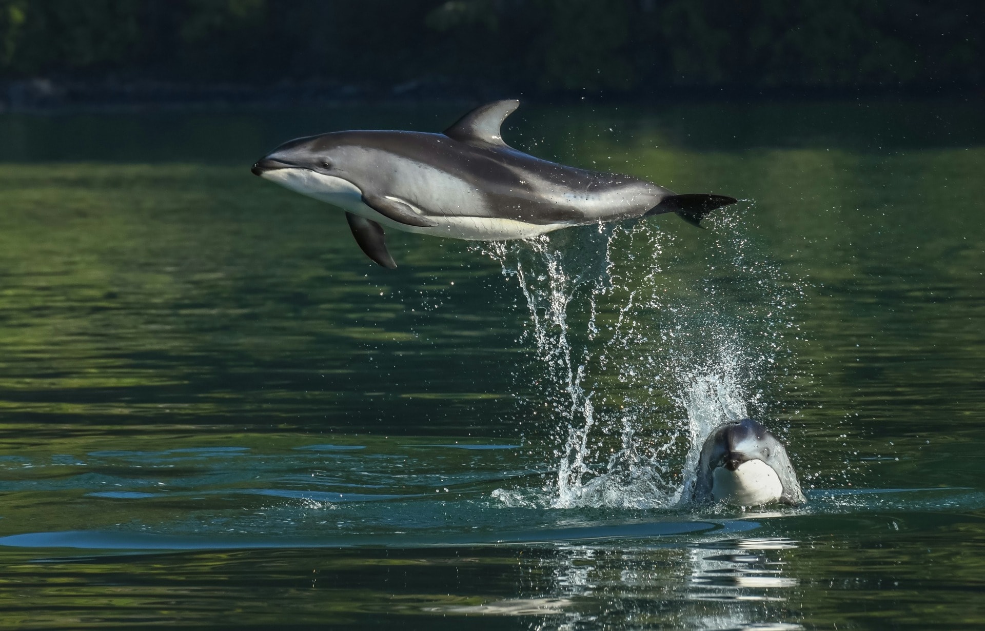 Pacific white-sided dolphin