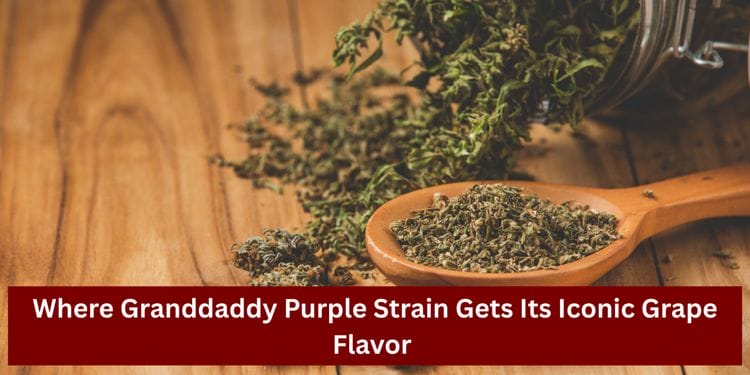 Granddaddy Purple Strain