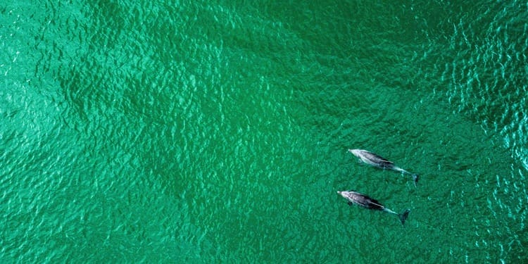 Orcas and Dolphins Observed Hunting Salmon Together