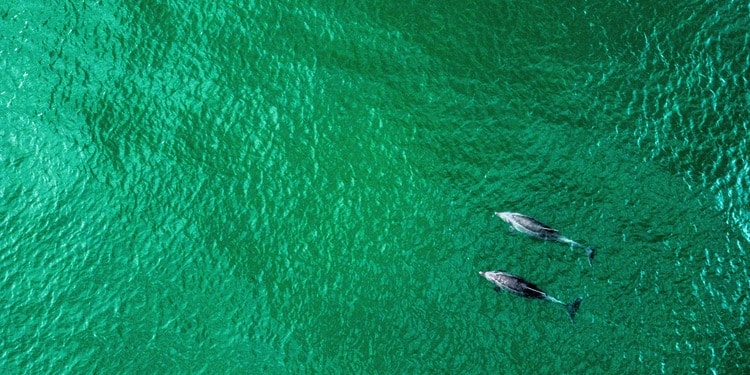 Orcas and Dolphins Observed Hunting Salmon Together
