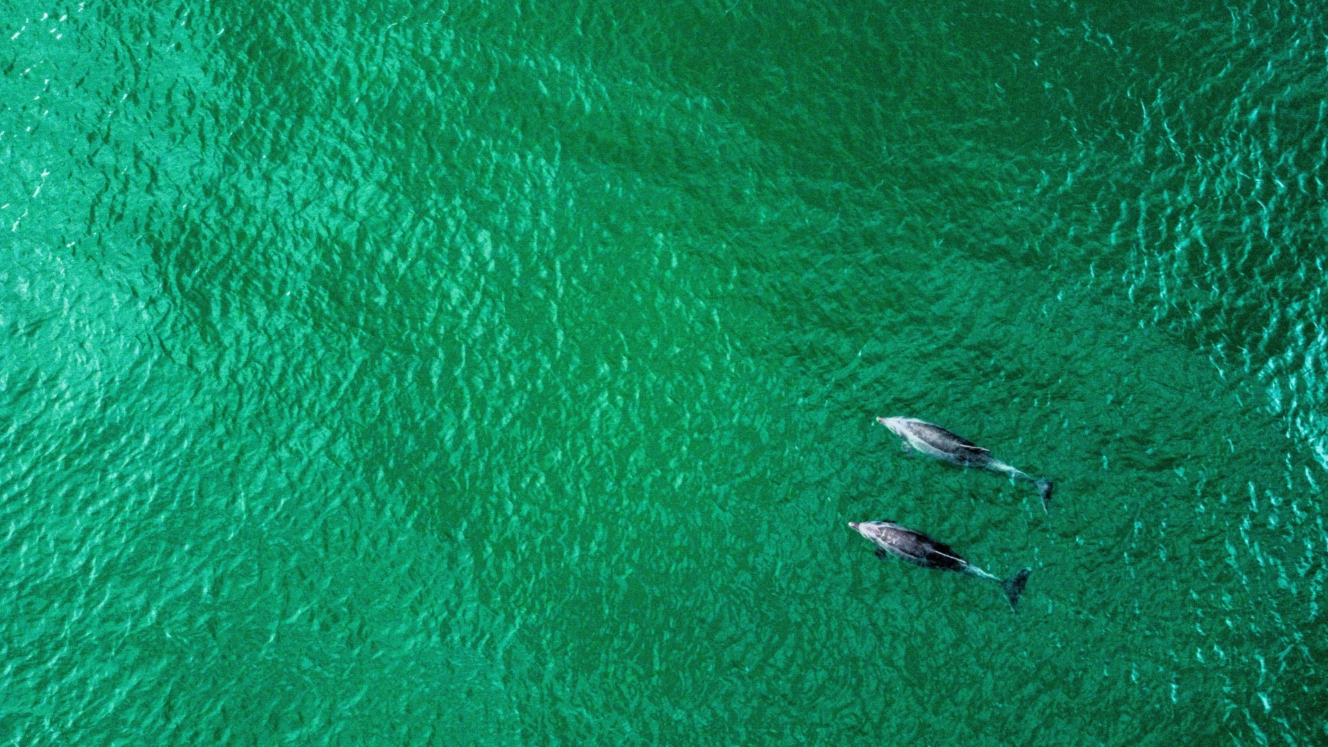 Orcas and Dolphins Observed Hunting Salmon Together