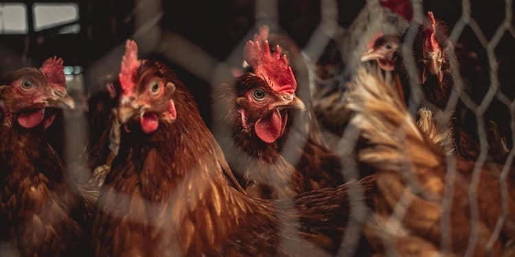 Transboundary Animal Diseases Pose Urgent Threat to Global Food Security