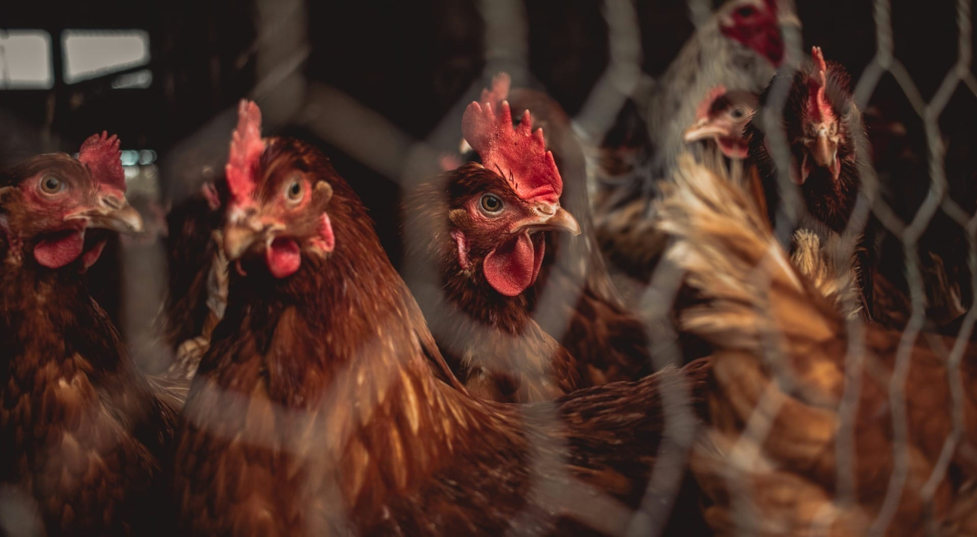 Transboundary Animal Diseases Pose Urgent Threat to Global Food Security