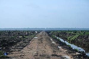 Indonesia removes mining and plantation permits