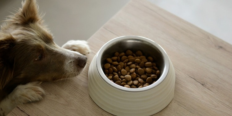 News regarding the environmental impact of dog food